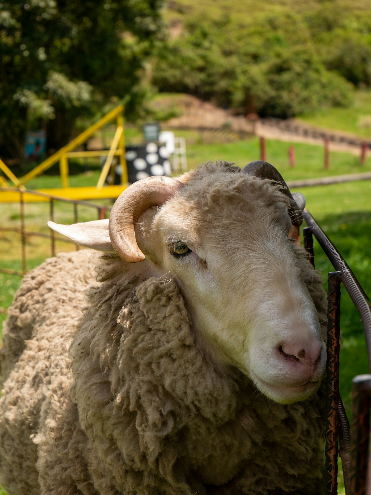 Young Lamb Good Weight - Karim - image 1 - حيوانات مزرعة, مزرعة