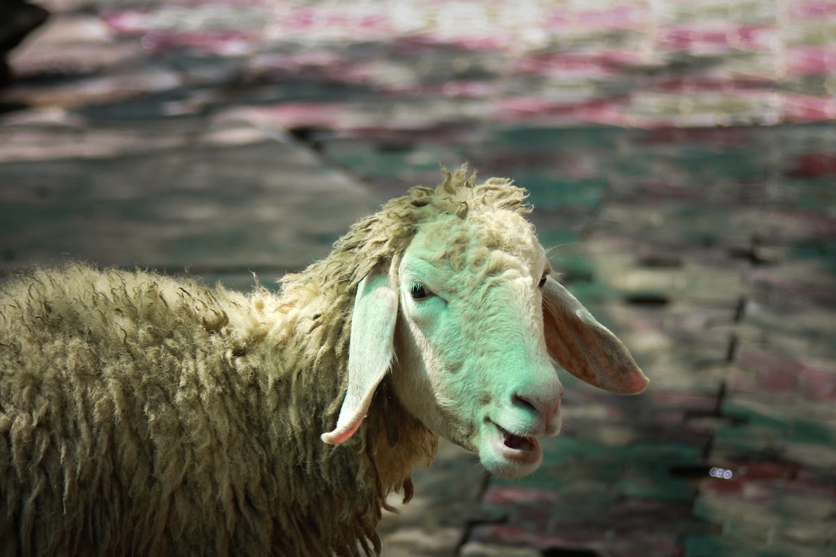 Pair Of Sheep For Farm - Maya - image 1 - Farm Animals, Majzoub